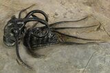 Spiny Dicranurus Trilobite With Crotalocephalina #312742-4
